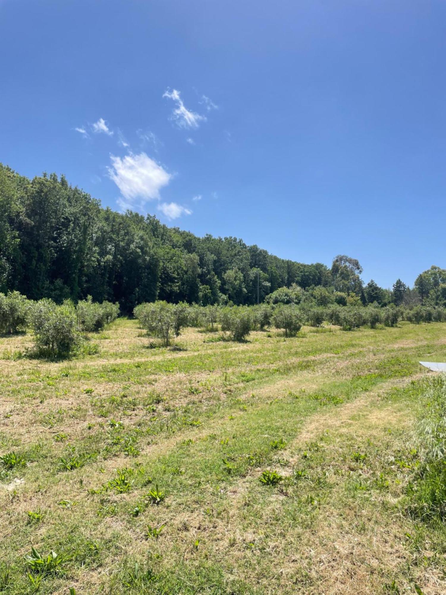 Il Leccio Agriturismo Fiorino Bagian luar foto