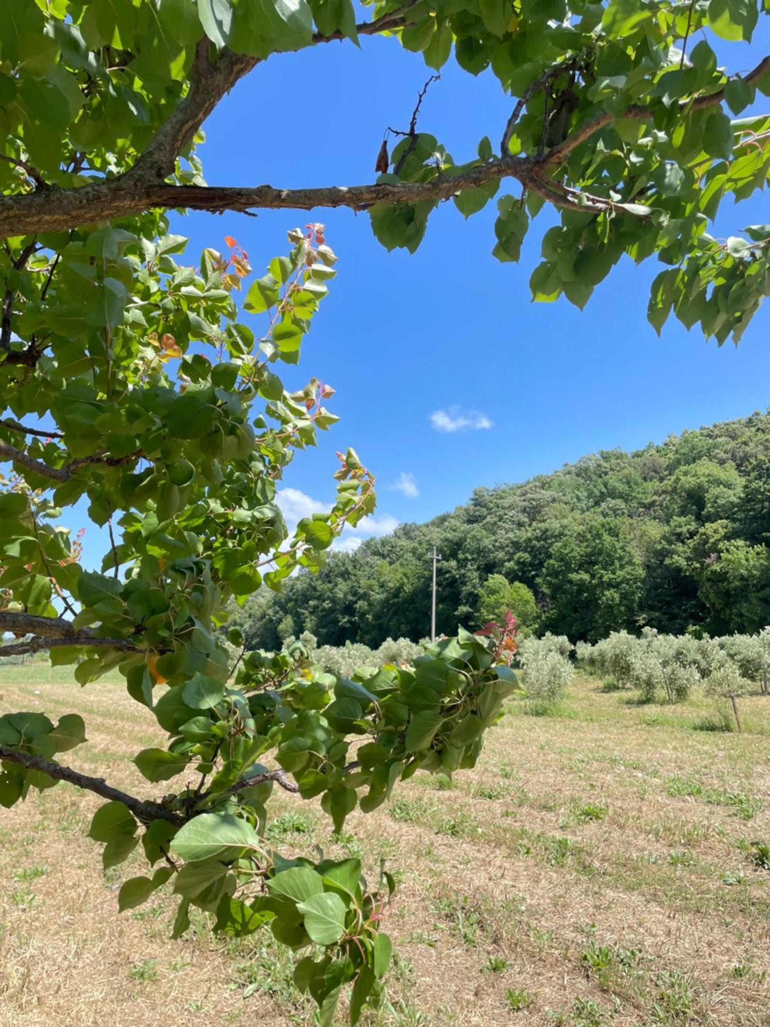 Il Leccio Agriturismo Fiorino Bagian luar foto