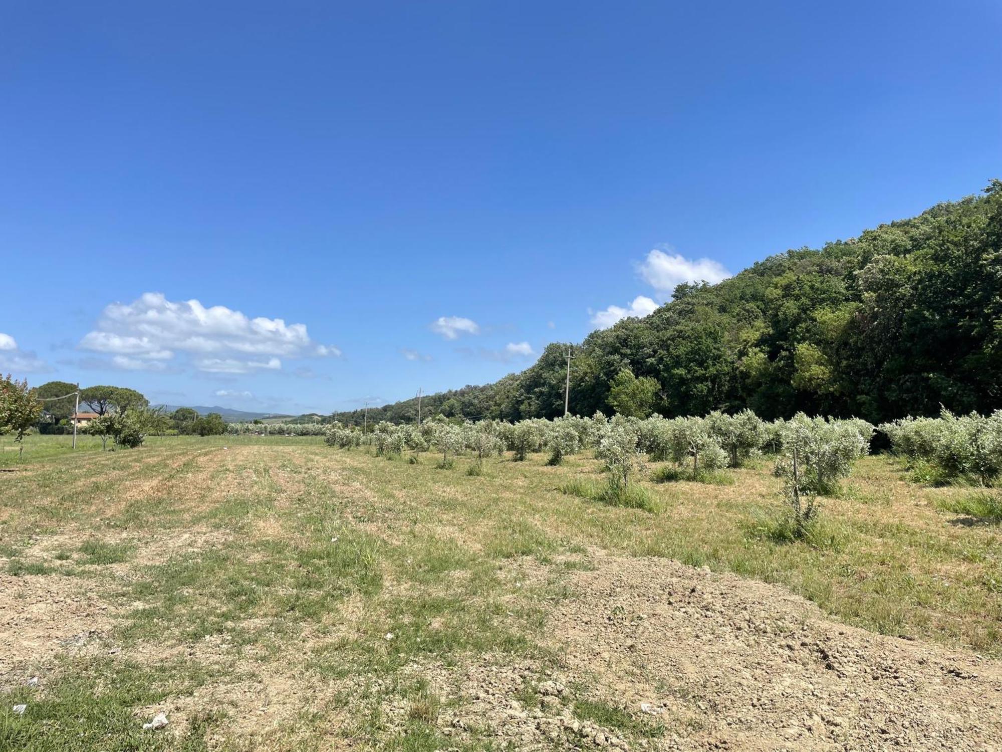 Il Leccio Agriturismo Fiorino Bagian luar foto